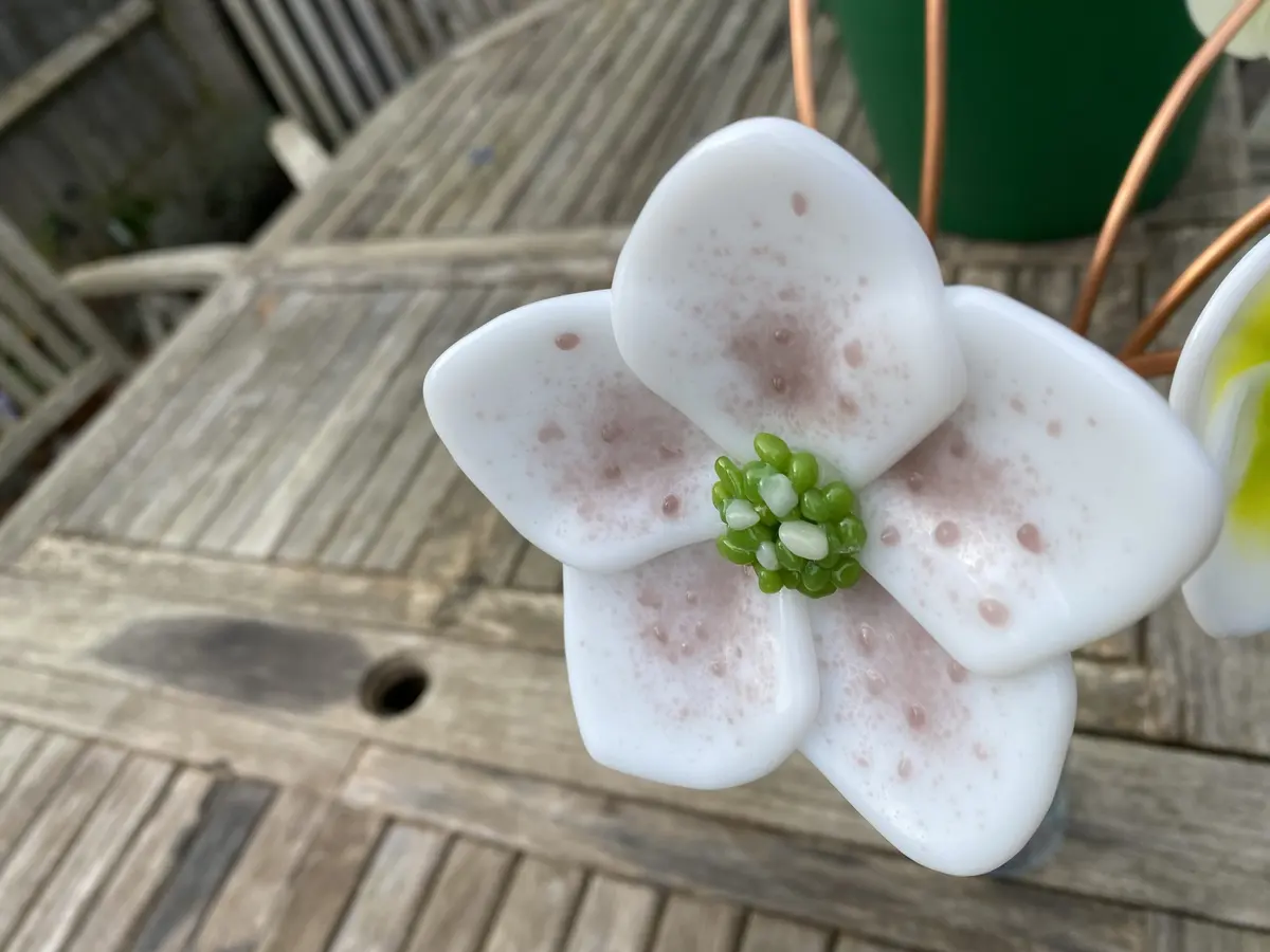 Hellebore - approx 50cm high pink and white £45.00 each.