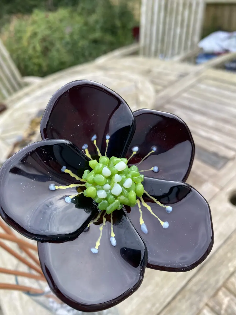 Hellebore deep plum approx 50cm high £45.00