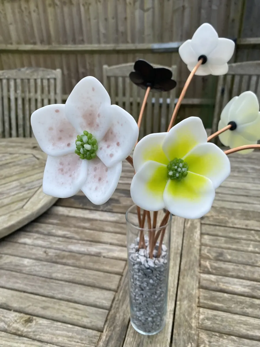 Various Hellebores approx 50cm tall £45.00 each.